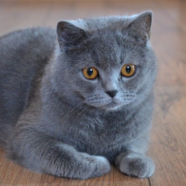 blue-british-shorthair-for-sale-1