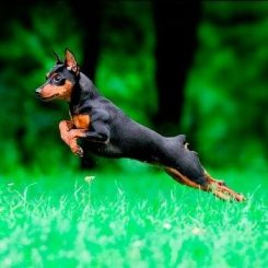 minpin